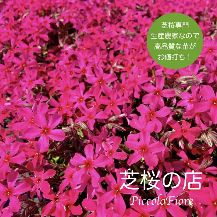 楽天市場 芝桜 スカーレットフレイム 赤い花 30株セット 送料無料 沖縄県 離島は別途必要になります 9センチ３号ポット レビューを書いて 芝桜に良い特典あり 芝桜専門店なので高品質 最安値 春 秋 ガーデニング 植え付け 植栽 適期 芝桜の店 Piccolo Fiore