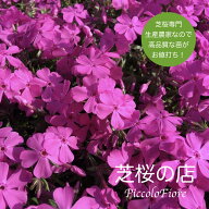 芝桜 ダニエルクッション 30株 送料無料 (沖縄県 離島は別途必要) 9センチ 3号ポット 鮮やか ピンク 花 …