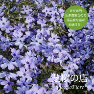 芝桜 オーキントンブルーアイ 30株セット 送料無料 (沖縄県 離島は別途必要) 9センチ 3号ポット 青 花 レ…