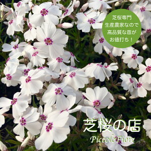 ō iVoUNjA[WOOCX 1 9Z` 3|bg r[ĎōɗǂT엿I ōXȂ̂ iI ňlI t H K[fjO G΍