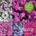 芝桜 人気の6種類の中から3種類を10株づつ選べる、合計30株 お得 セット！ 送料無料（沖縄県 離島は別途必要）レビュ…
