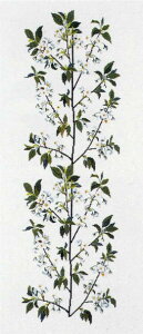  t NXXeb` hJ Lbg y ̎} z f}[N k ㋉ A Haandarbejdets Fremme CO 30-3933