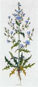 yDM֑Ήzt Cikorie LNjKi/`R 10B NXXeb` Haandarbejdets Fremme Lbg hイ f}[N Mh k GB 30-4368