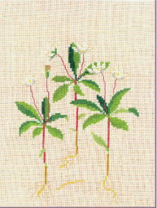 クロスステッチ キット フレメ 【ツマトリソウ】 Haandarbejdets Fremme デンマーク 北欧 刺しゅう 中級者 輸入 30-4317N