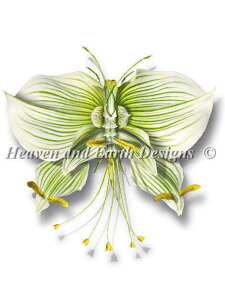 �N���X�X�e�b�`�����イ�}�� ���~�i�X HAED �A�� Michel Tcherevkoff �㋉�� QS Luminous Agelis �`���[�g