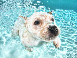 Underwater Dogs NXXeb` } hイ `[g y Corey z Heaven And Earth Designs A ㋉   Ck hbO