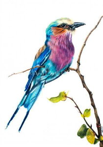 Joanne Rowland �N���X�X�e�b�`�h���イ�`���[�g HAED �}�� �yLilac Breasted Roller JR�z Heaven And Earth Designs ��� �A�� �㋉�җl����