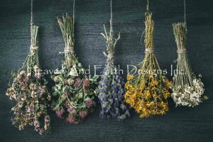 Solo Collection NXXeb`hイ`[g HAED } yHanging Bunches Of Medicinal Herb Max Colorsz Heaven And Earth Designs  A ㋉җl