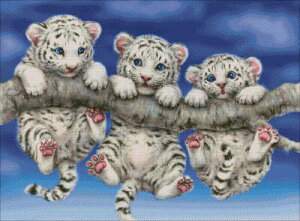 Heaven And Earth Designs (HAED) NXXeb`hJ } A zCg^CK[ White Tiger Triplets ㋉
