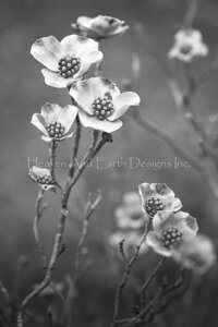 NXXeb`} `[g HAED | ㋉ yni~YLz Mini Dogwood