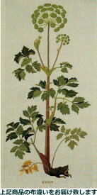 楽天市場 セイヨウトウキの通販