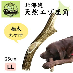 kCG]p 1{yɑ LLTCY 25cm ^pz ݉ocOI ̂ ̂ ̃cmyShicanta VJ^z