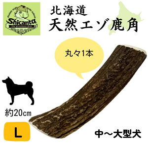 kCG]p 1{yLTCY 20cm `^pz ݉ocOI ̂ ̂ ̃cm YyShicanta VJ^z