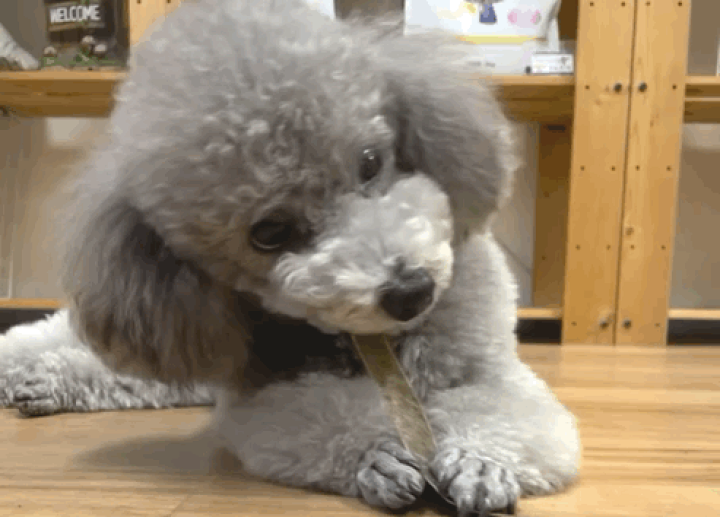 Amazon.co.jp: forcansフォーキャンス 犬 ガム デンタルケア