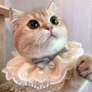 ybgp|  L  { [X `[J[ ANZT[  t ߂ ʐ^B蓹 LOtHg  ybgpi Be v[g Mtg