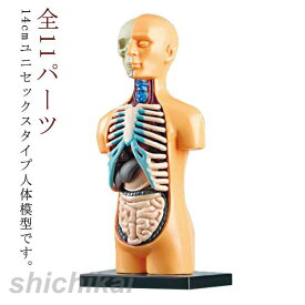 【店内全品ポイント5倍11日まで】内臓模型 組み立て 11ピース パーツ取り外し可 筋肉 お腹の見える人体模型 ミニ内臓人体模型 科学 骨 標本 臓器 11ピース 実験 14cm