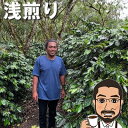 【250円クーポン】 華やかな香りが広がる アナエロビックナチュラル・ライトロースト インドネシア・ガヨ・セソンゴット 浅煎り シングルオリジン コーヒー豆 200g 600g 1kg 送料無料 珈琲豆 コーヒー 粉 コーヒー豆 お試し