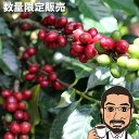 コーヒー豆 特選コーヒー 200g 400g 600g 1kg コスタリカ・ロスヒラソレス農園 送料無料 | メール便 送料無料 コーヒー コーヒー豆 お試し コーヒー豆 おすすめ coffee コーヒー豆 コーヒー ギフト シングルオリジン 珈琲豆