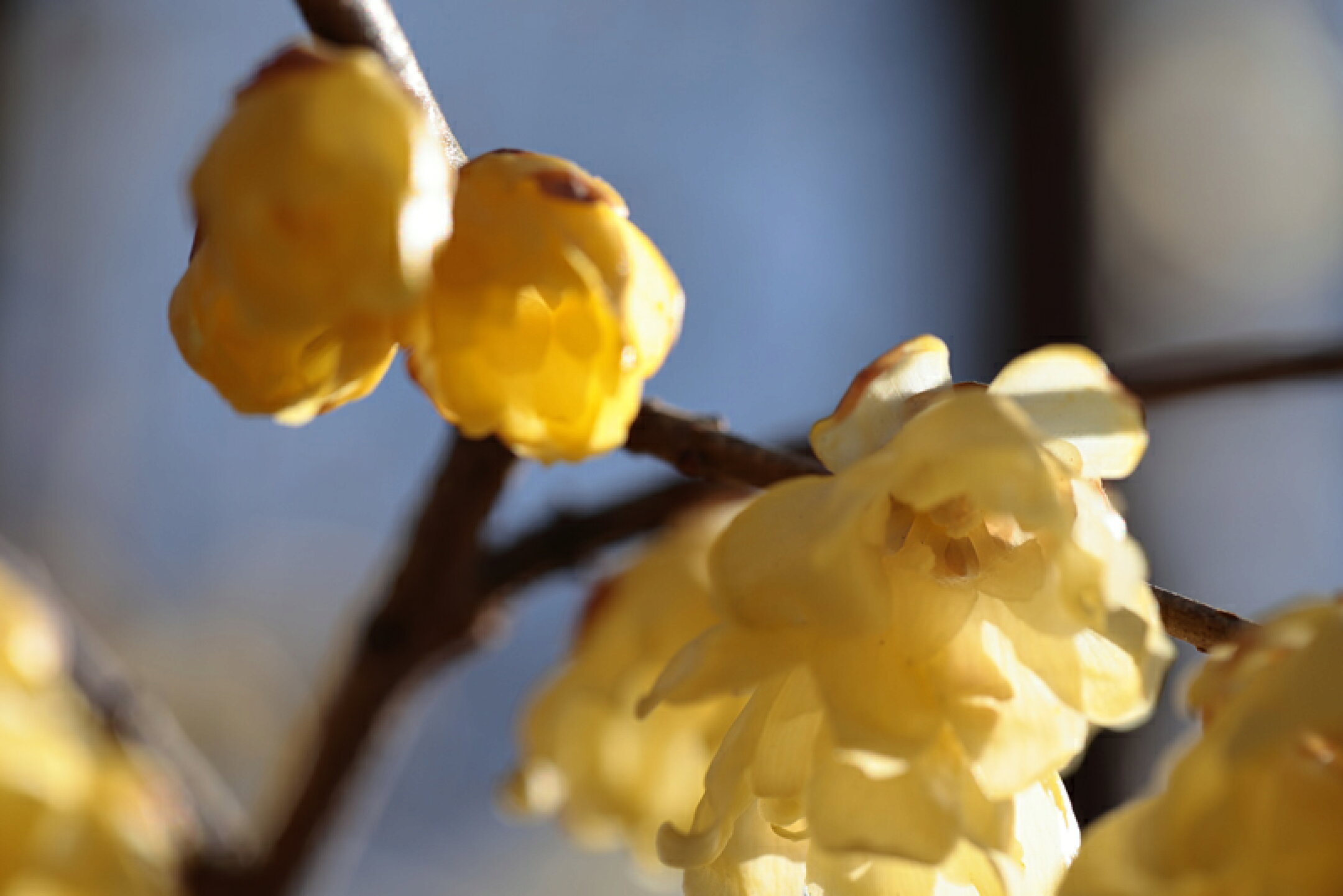 【岡山の四季】岡山後楽園　蝋梅　2025年2月