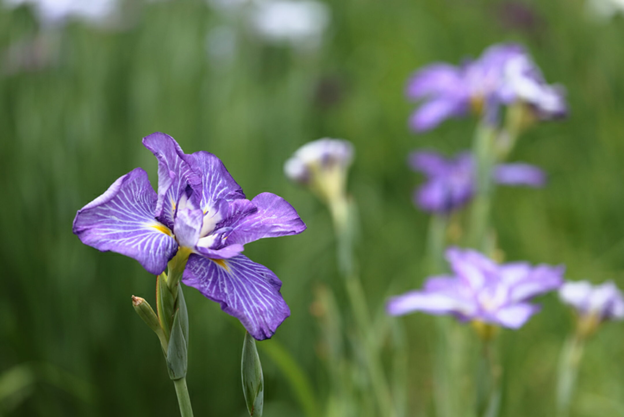 【岡山の四季】後楽園の花菖蒲と、お中元におすすめのリキッドアイスコーヒー　2025年6月