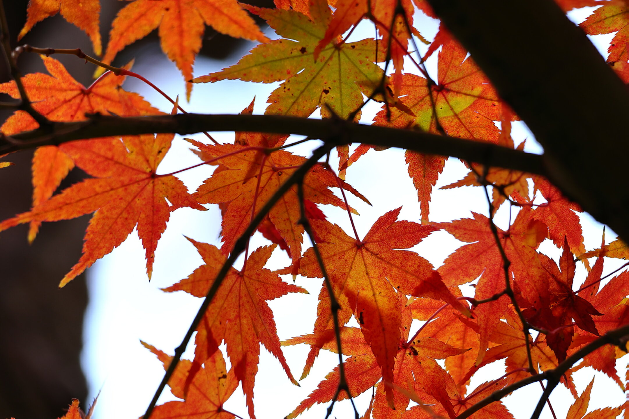 【岡山の四季】岡山後楽園　紅葉　2025年11月