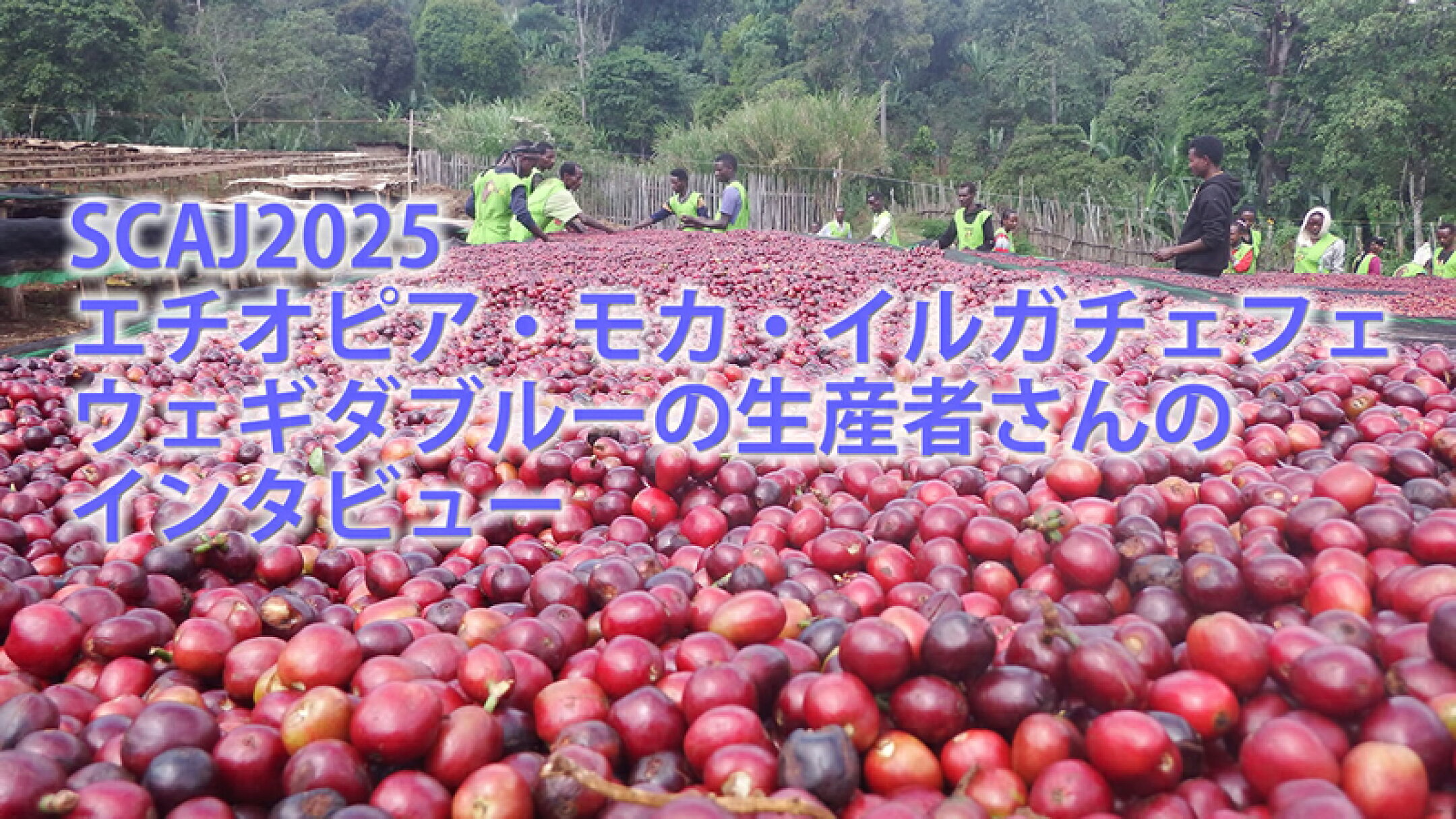 ウェギダブルー生産者さんのインタビュー の解説をします