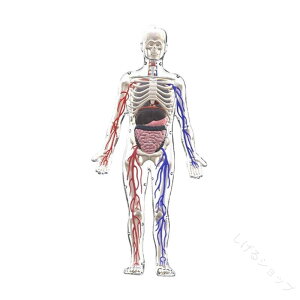 �l�̍��i�͌^�L�b�g 3D��U�}�t�� �w������ 8�Έȏ�Ώ� ����p �w�K���� ���Ȗ͌^ ��U�w�����ɍœK�Ȏ����� ���\���ڍו\�� �m��ߋ�