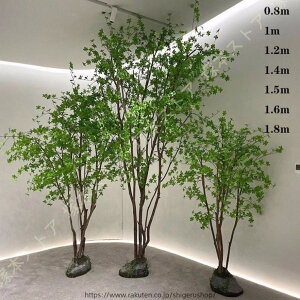 バナナ 観葉植物」の人気商品一覧・価格比較 - 価格.com