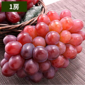 Ԃǂ RYyo׎F11zyzRY  1[i600gjp ʕ Mtg Ε  ~Mtg