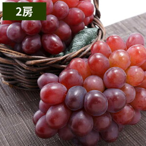 Ԃǂ RYyo׎F11zyzRY  2[i1.2kgjp ʕ Mtg Ε  ~Mtg