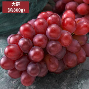 Ԃǂ RYyo׎F11zRY  [ 1[i800gjp ʕ Mtg Ε  ~Mtg