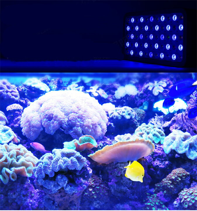 楽天市場】165W 55LEDx3W 水族館 水槽照明 海水魚 サンゴ水槽 珊瑚 