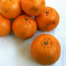 楽天市場 ポンカン 10kg 送料無料の通販