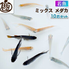 メダカ 若魚（2cm～2.5cm） MIX 未選別 セット 10匹 【 送料無料 めだか ミックス メダカ販売 セット販売 生体 】