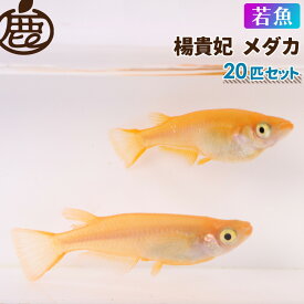 楊貴妃 メダカ 若魚 （2cm～2.5cm） セット 20匹 【 送料無料 めだか ヨウキヒメダカ 赤色メダカ メダカ販売 生体 】