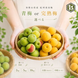 【収穫次第順次発送】 和歌山産 紀州南高梅 青梅・完熟梅 L〜4L 2kg 5kg 10kg 生梅 梅仕事におすすめ クール冷蔵便 青梅 完熟梅 生梅 南高梅 紀州南高梅 和歌山県産 和歌山産 紀州産 梅 うめ ウメ 梅酒 梅シロップ 梅ジュース 梅干し 梅ジャム 梅仕事