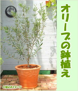 鉢植え 木 おしゃれ 植木 盆栽の人気商品 通販 価格比較 価格 Com