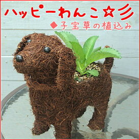 【送料無料】ハッピーわんこ(犬・戌）/チビわんこ子宝草の植え込み