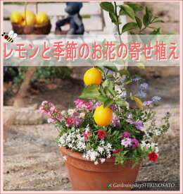 【送料無料】【ギフト●ご自宅用に】レモンと季節のお花の寄せ植えレモンの木/檸檬