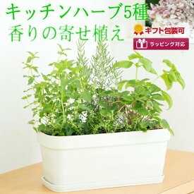 [ギフト●ご自宅用に]キッチンハーブ5種香りの寄せ植え/ハーブ/苗/セット/栽培キット/プレゼント/贈り物/誕生日/ラッピング対応/送料無料