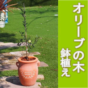 【送料無料】おしゃれな鉢オリーブ・オリーブの木の鉢植え（全体高：0.7m内外）（つぼ型テラコッタ鉢）