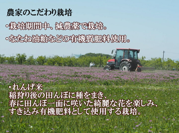 楽天市場】【令和7年産新米】米.・お米 ひのひかり/ヒノヒカリ30kg 