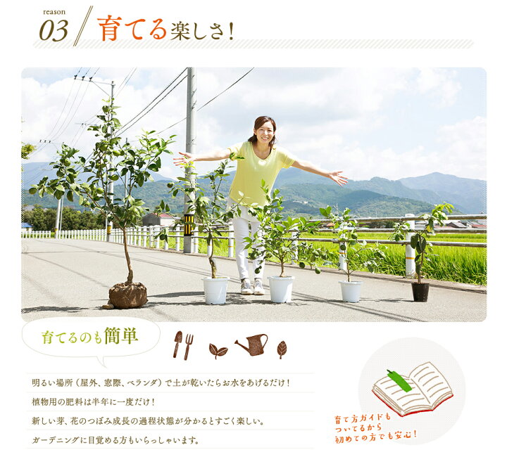 楽天市場 送料無料 21 9 22現在 実がついています 幸せレモンの木 四季の里 レモンの木 果樹苗 庭木 鉢苗 植木 苗木 苗 シンボルツリー 常緑樹 実のなる木 国産 ギフト ガーデニング 3年生苗 接ぎ木苗 ガーデニングショップ四季の里