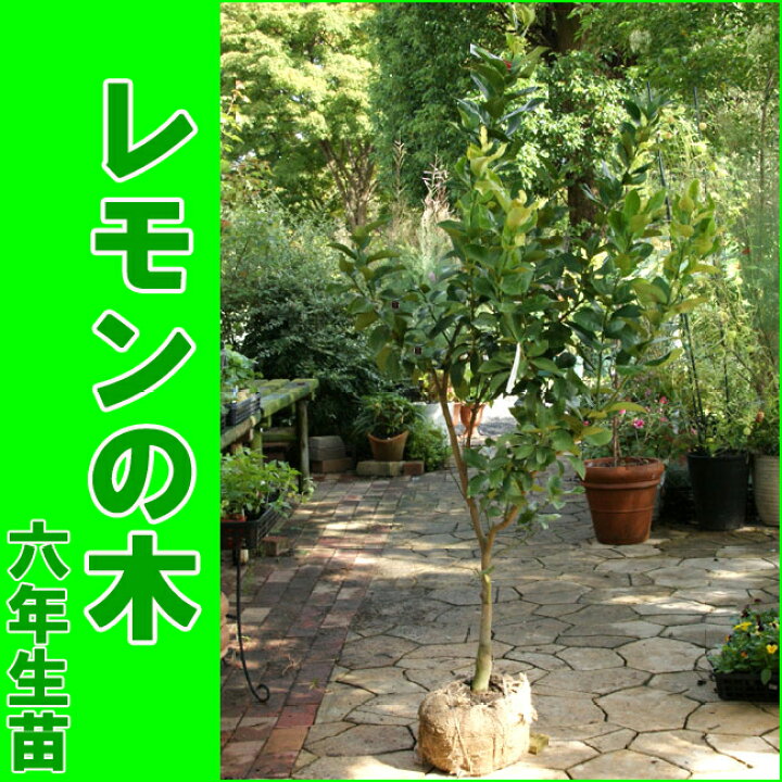 楽天市場】2025.4月花芽付き【人気商品】大苗（特大サイズ）レモンの木 