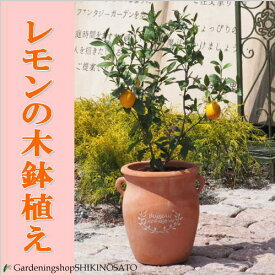 【数量限定】レモンの木鉢植え/檸檬人気のつぼ型鉢