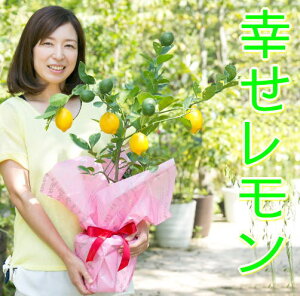 植木 盆栽 レモンの木の人気商品 通販 価格比較 価格 Com