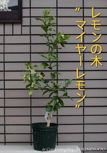 レモン 鉢植えの人気商品 通販 価格比較 価格 Com