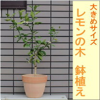 楽天市場】レモンの木 2mの通販