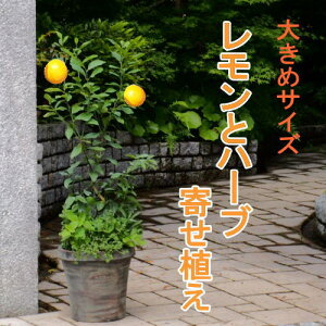 ハーブ 寄せ植え 鉢 生花の人気商品 通販 価格比較 価格 Com
