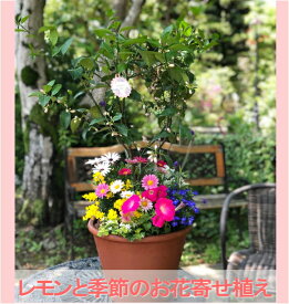 【母の日ギフト】幸せレモンと季節のお花の寄せ植えレモンの木/檸檬